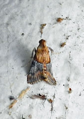 Cacozelia basiochrealis