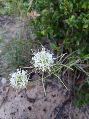 Warea carteri
