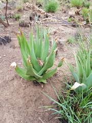 Ledebouria marginata