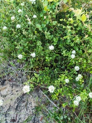 Warea carteri