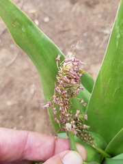 Ledebouria marginata
