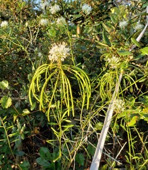 Warea carteri