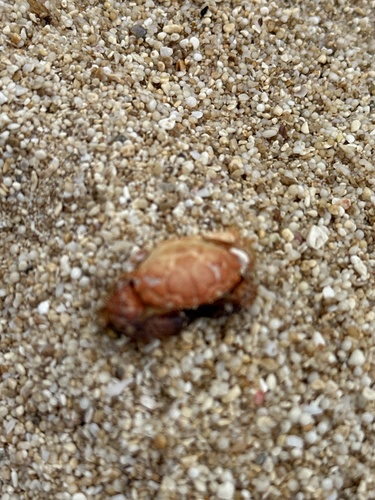 Paraxanthias notatus observed 2025-05-15