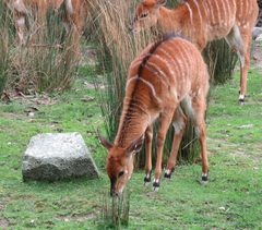 Tragelaphus