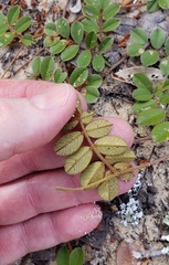 Tephrosia mysteriosa