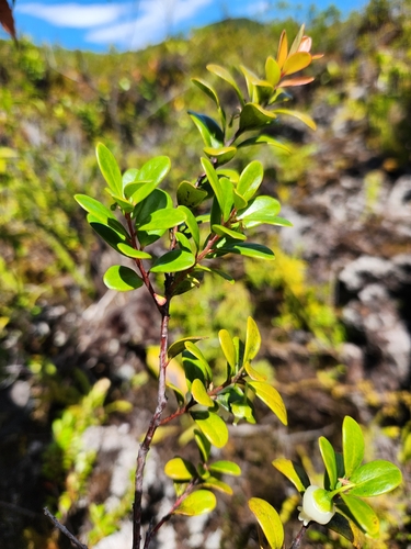 Vaccinium whitmeei observed 2025-05-07