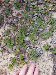 Tephrosia mysteriosa