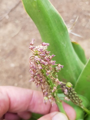Ledebouria marginata