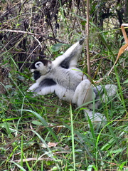 Propithecus verreauxi