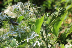 Melanoplus differentialis