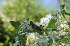 Melanoplus differentialis