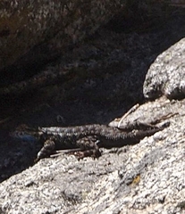 Sceloporus occidentalis taylori