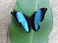 Morpho deidamia