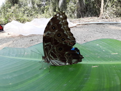 Morpho deidamia
