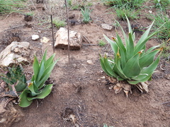 Ledebouria marginata