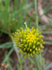 Lasiosiphon sericocephalus