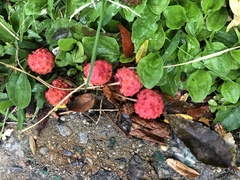 Syncarpea