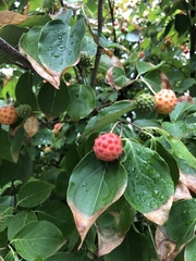 Syncarpea