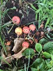 Syncarpea