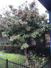 Syncarpea