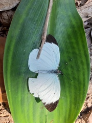 Ganyra phaloe
