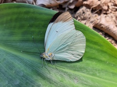 Ganyra phaloe