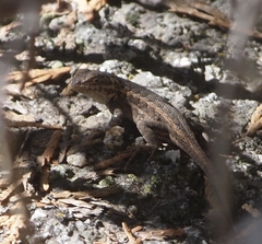 Sceloporus graciosus gracilis