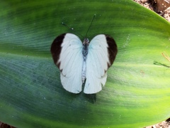 Ganyra phaloe