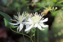 Clematis