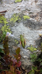 Epipodisma pedemontana