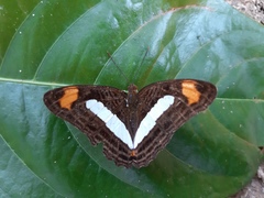 Adelpha iphiclus iphiclus