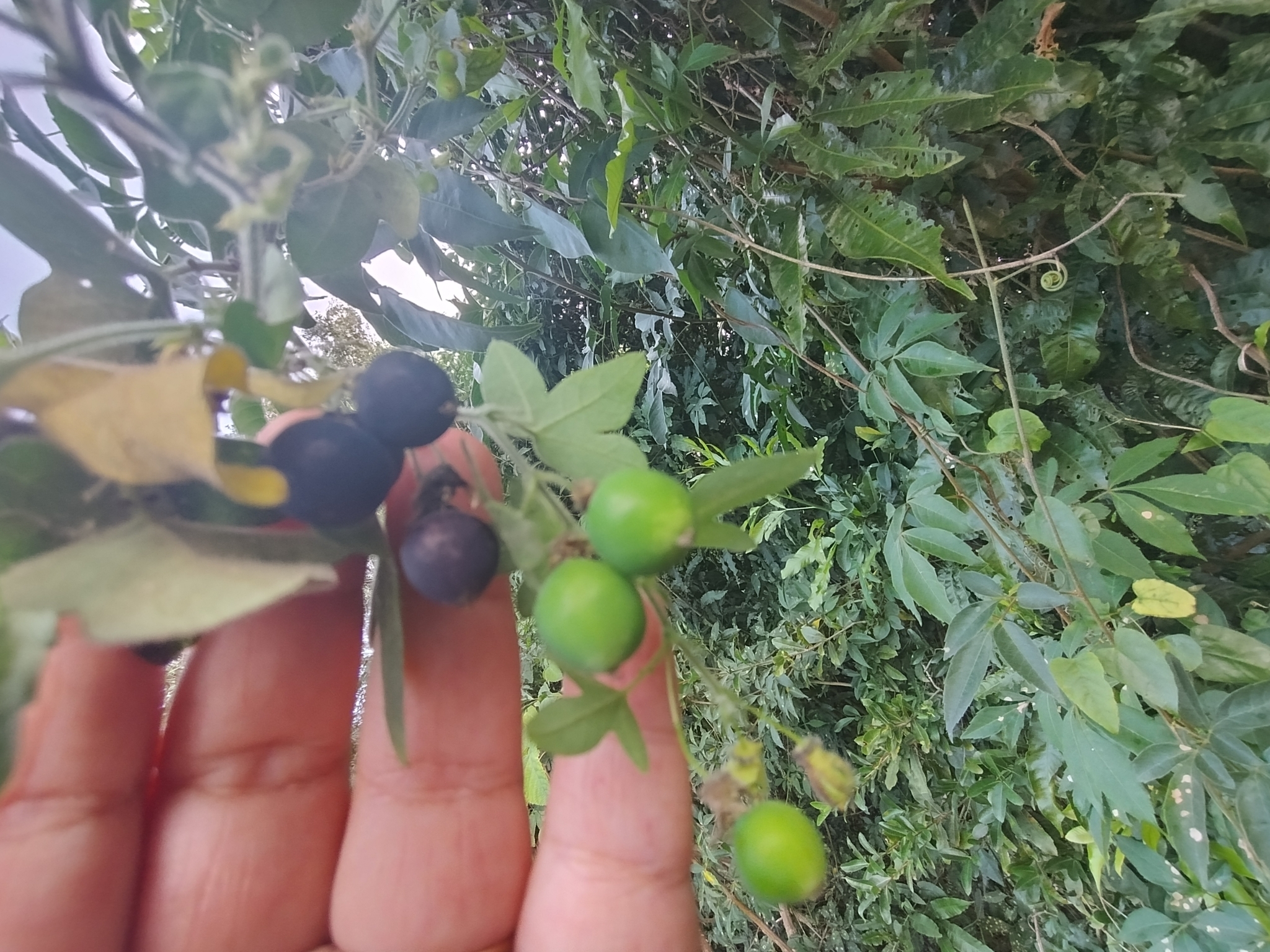 Passiflora suberosa