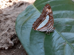 Adelpha iphiclus iphiclus