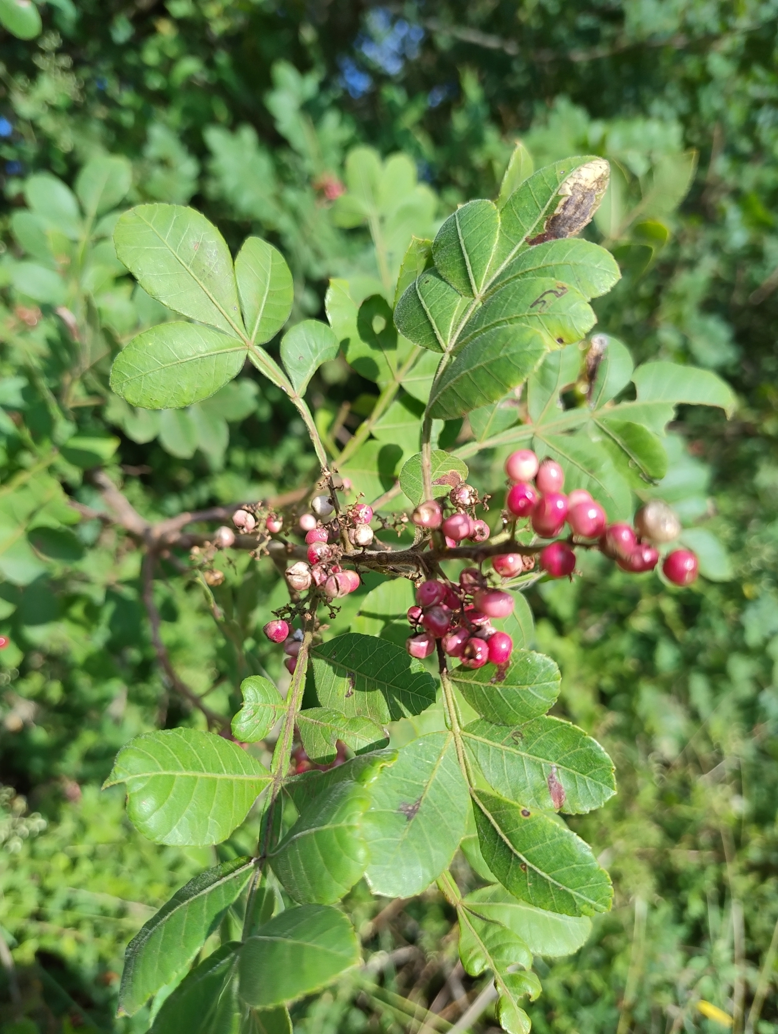 Schinus terebinthifolia