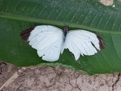 Ganyra phaloe