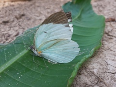 Ganyra phaloe