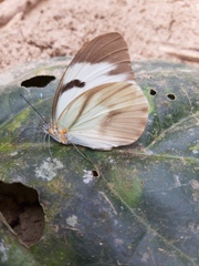 Ganyra phaloe