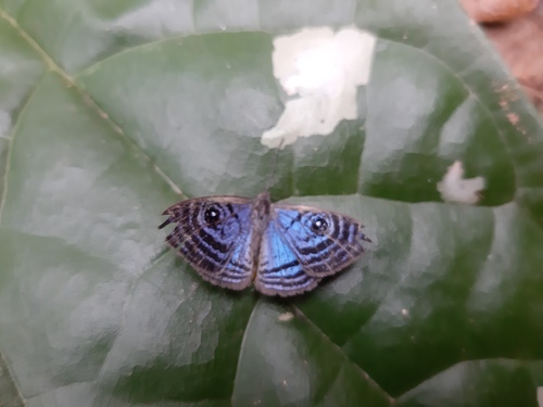 Mesosemia metura