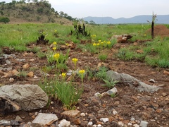 Bulbine capitata