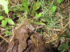 Ptychadena perreti