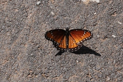 Limenitis archippus obsoleta