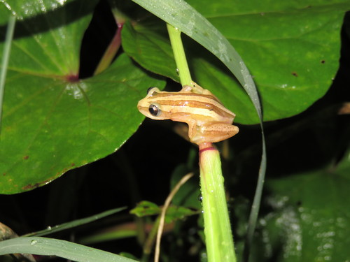Banded Banana Frog - Photo (c) phrogbecker, some rights reserved (CC BY-NC)