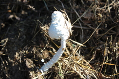 Leucocoprinus cretaceus
