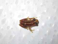 Afrixalus fulvovittatus