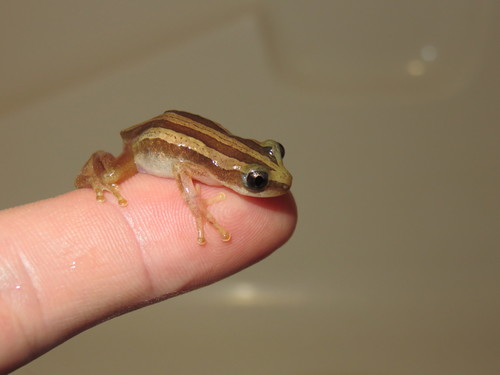 Banded Banana Frog