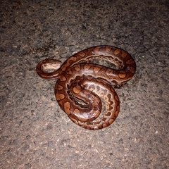 Campina Grande Rainbow Boa photo 3