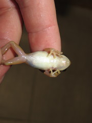 Afrixalus fulvovittatus