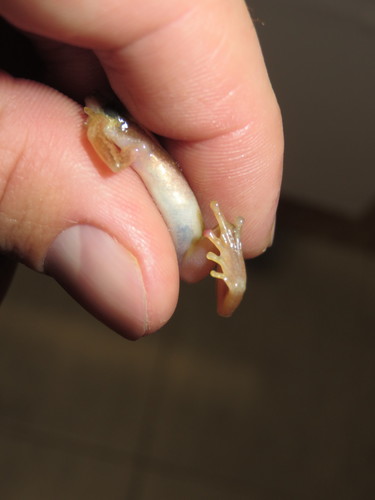 Banded Banana Frog