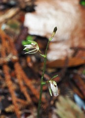 Cyrtostylis oblonga