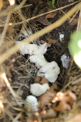 Leucocoprinus cretaceus